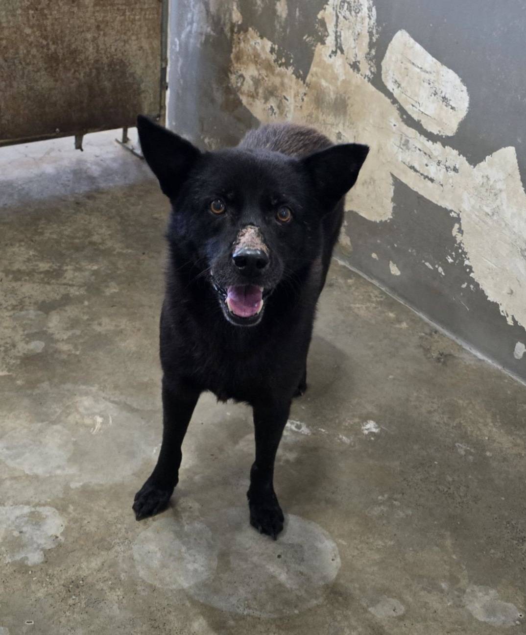 Photo of No. RAAAG1150917001, Adult · Male · Medium · Mixed breed