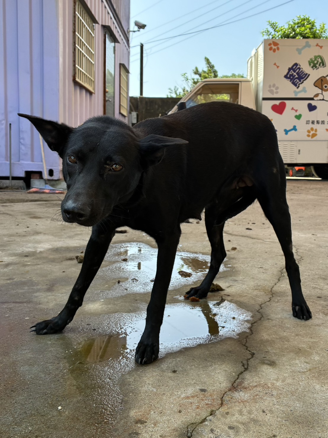 Photo of No. GAAAG1150917002, Adult · Female · Medium · Mixed breed