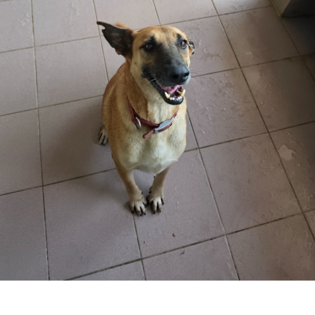 Photo of No. W150916-16, Adult · Female · Medium · Mixed breed