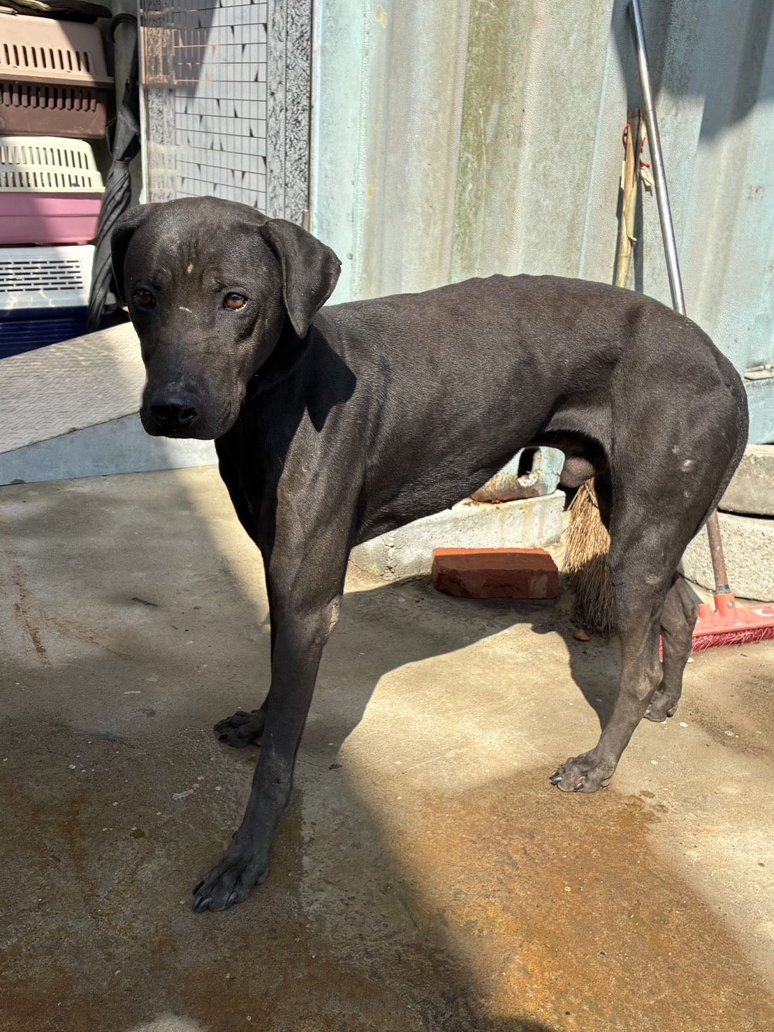 Photo of No. GAAAG1150917003, Adult · Male · Medium · Mixed breed