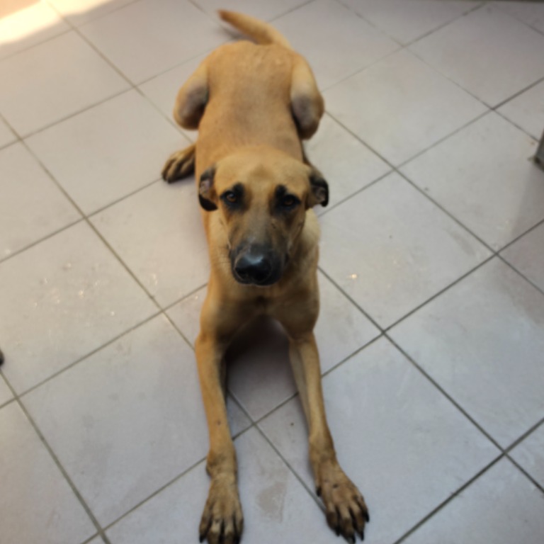 Photo of No. W150916-20, Adult · Male · Medium · Mixed breed