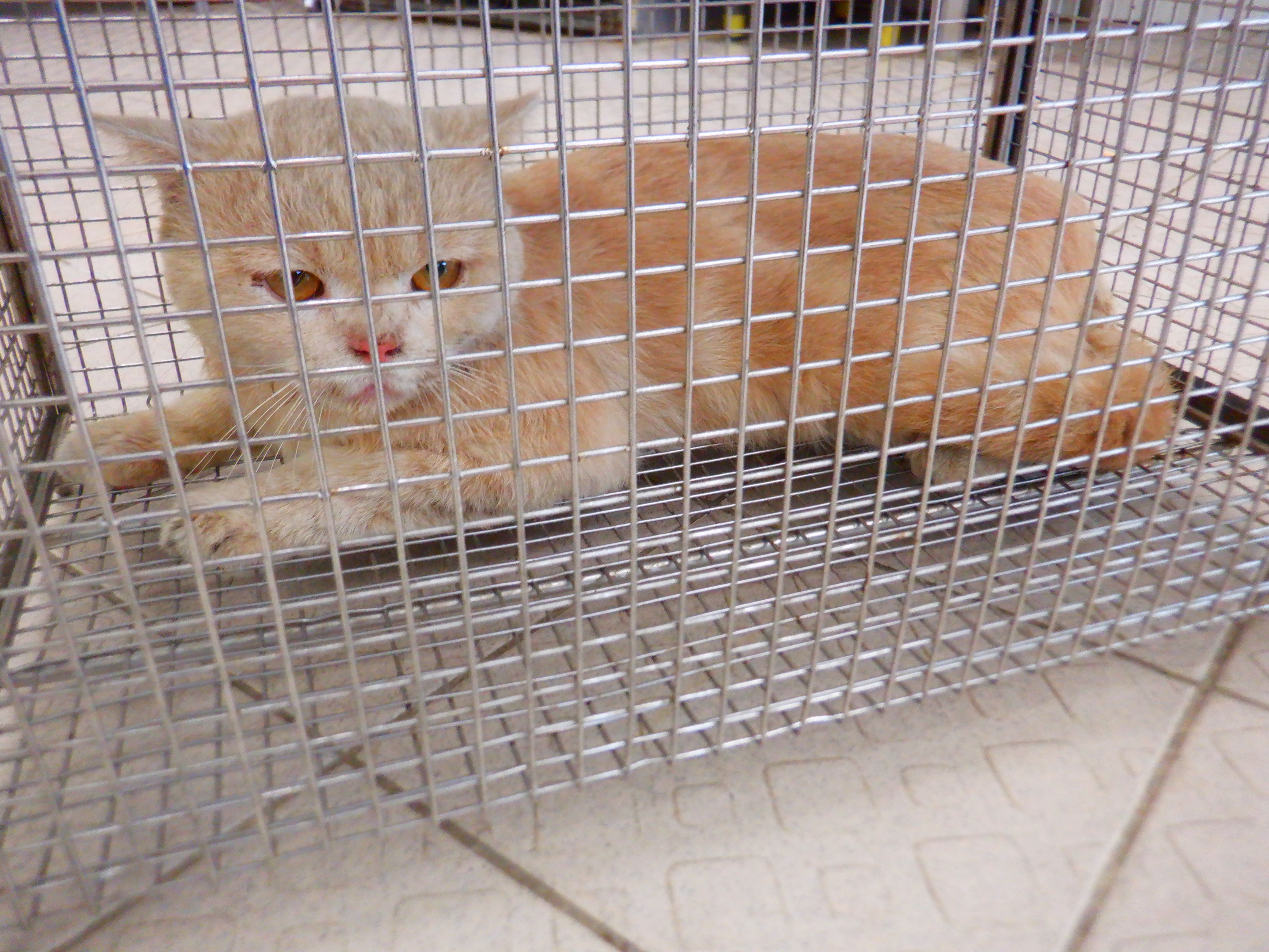 Photo of No. HAAAG1150916C5, Adult · Male · Small · Mixed breed