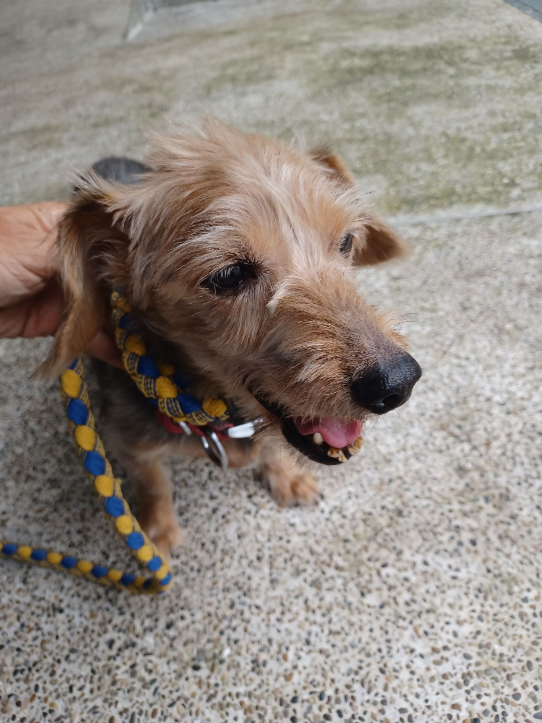 Black-and-tan adult male mixed-breed dog, Small, shelter no. …7001