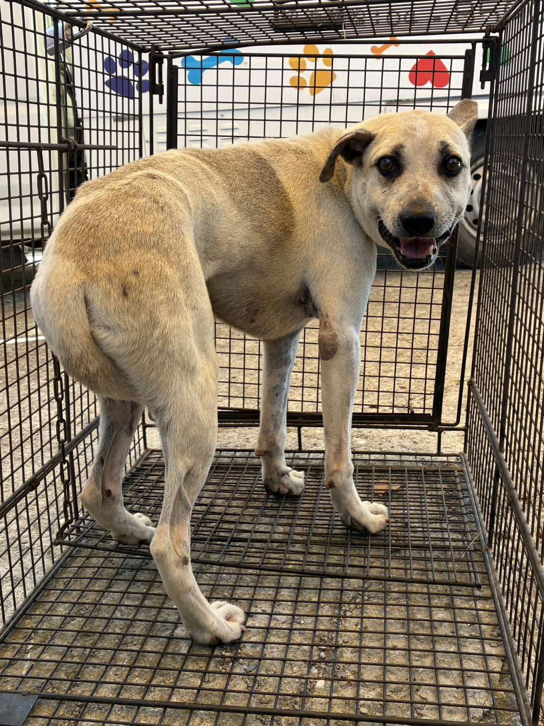 White adult male mixed-breed dog, Medium, shelter no. …7012