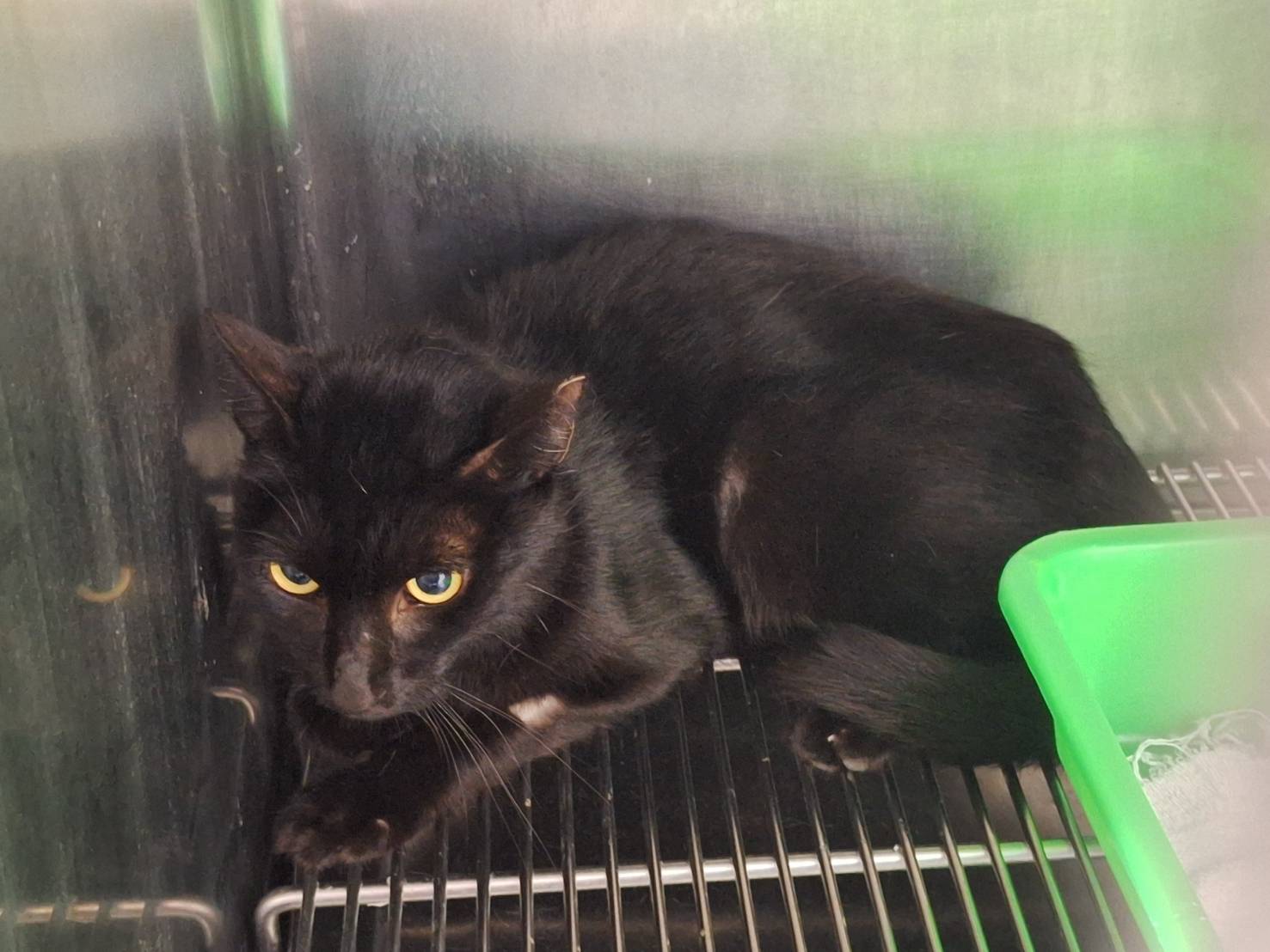 Photo of No. VAAAG115091701, Adult · Male · Medium · Mixed breed