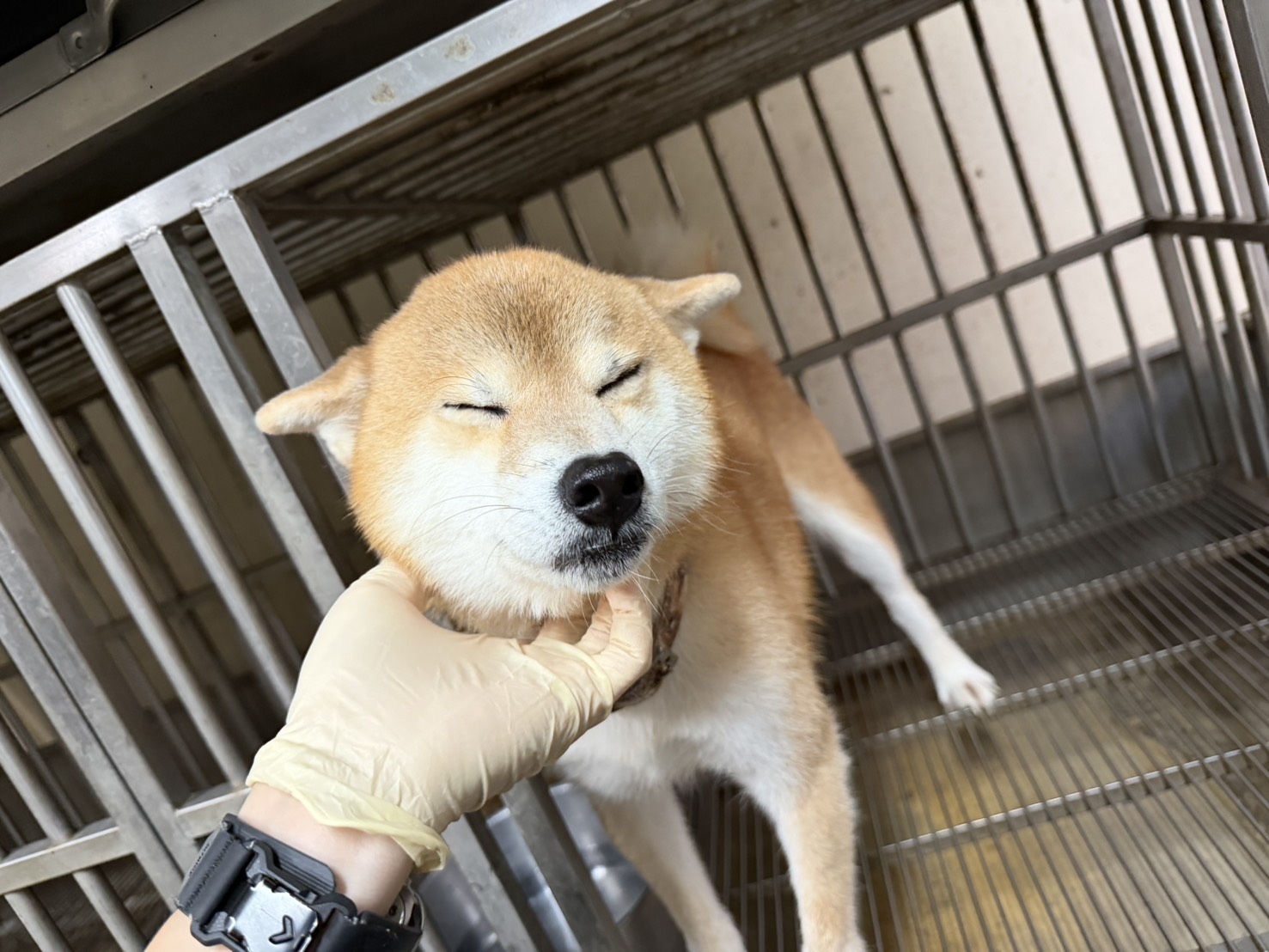 Photo of No. CAAAG1150917004, Adult · Male · Medium · Shiba Inu