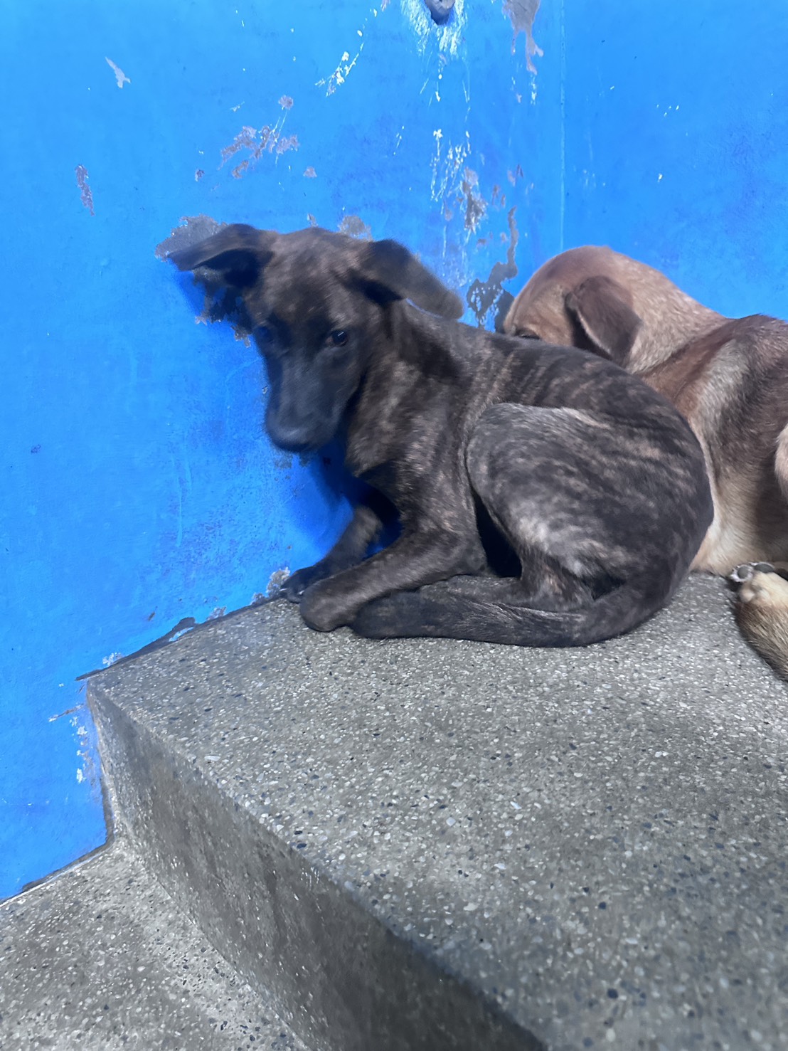 Photo of No. EAAAG1150917007, Adult · Female · Large · Mixed breed