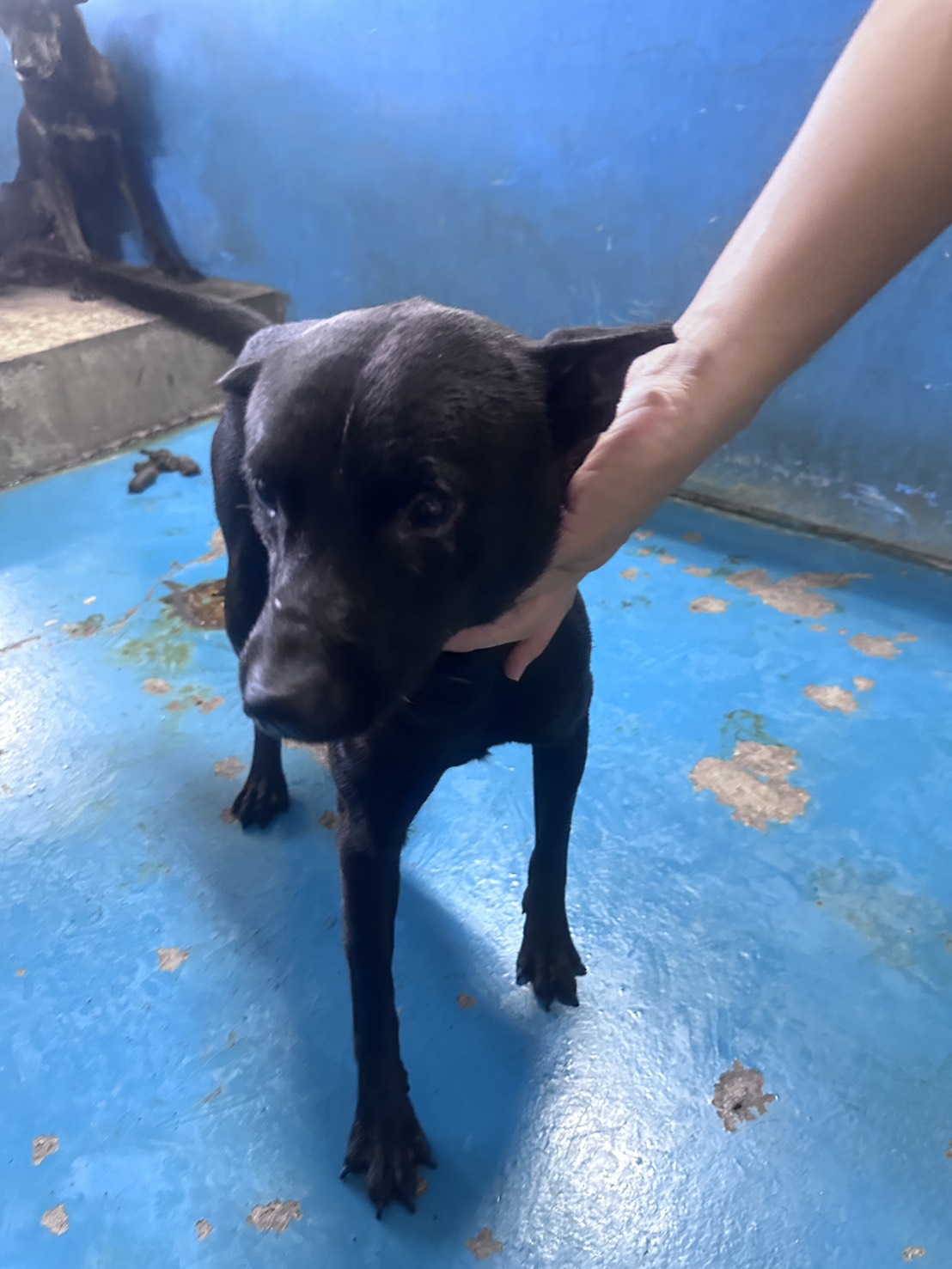 Photo of No. EAAAG1150917013, Adult · Male · Large · Mixed breed