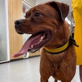 Brown adult female mixed-breed dog, Large, shelter no. …7001
