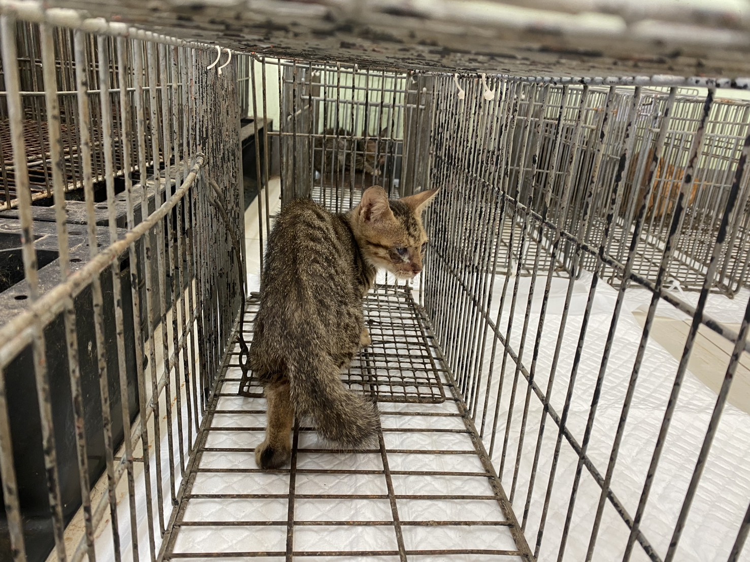 Photo of No. 1150901C01, Young · Male · Small · Mixed breed