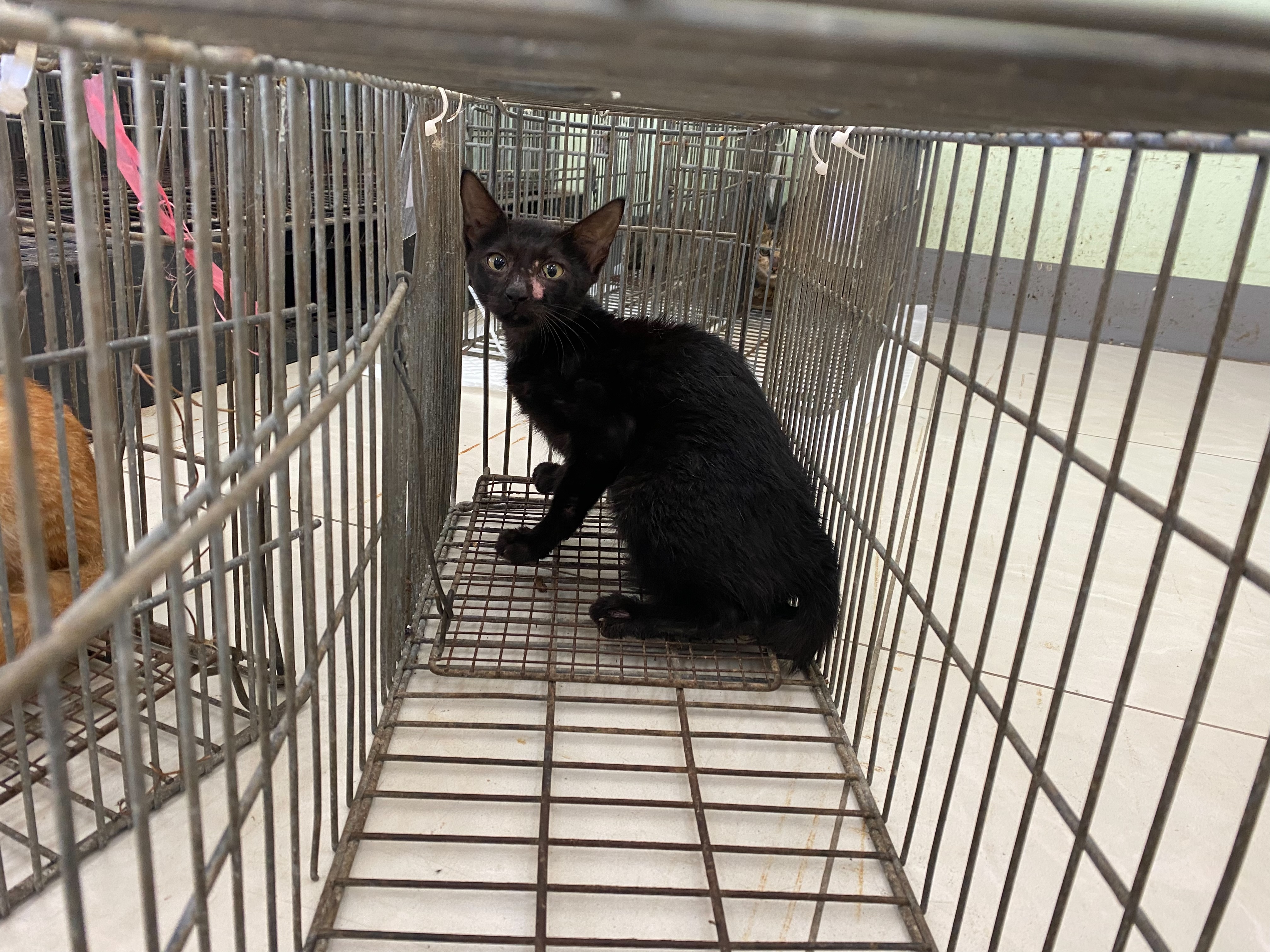 Photo of No. 1150901C06, Young · Female · Small · Mixed breed