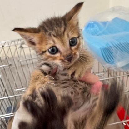 Tabby young mixed-breed cat, Small, shelter no. …7002