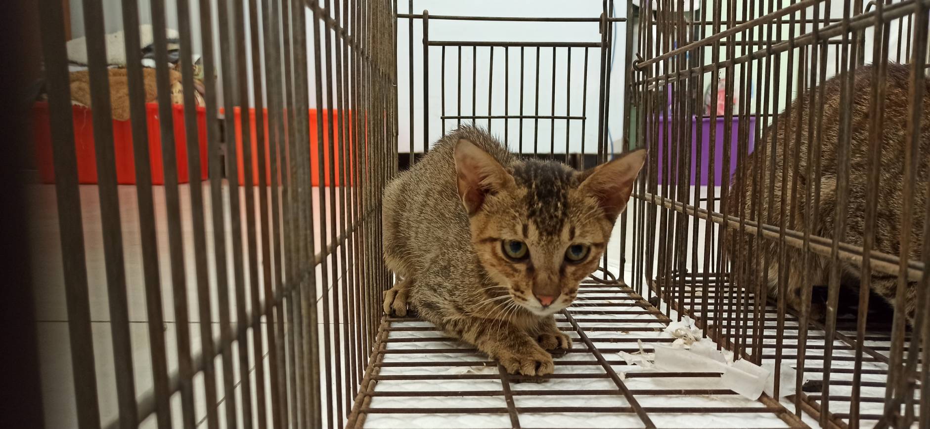 Photo of No. 1150904C01, Young · Male · Small · Mixed breed