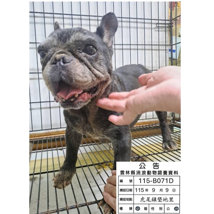 Photo of No. 115-B071D, Adult · Female · Medium · French Bulldog