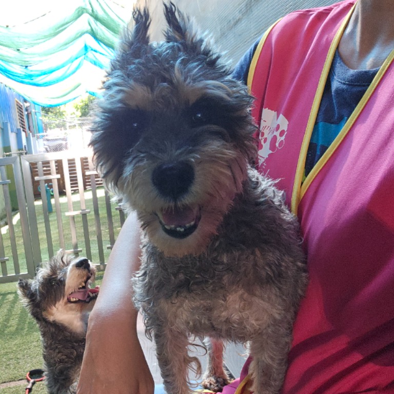 Photo of No. W150627-02, Adult · Female · Medium · Miniature Schnauzer
