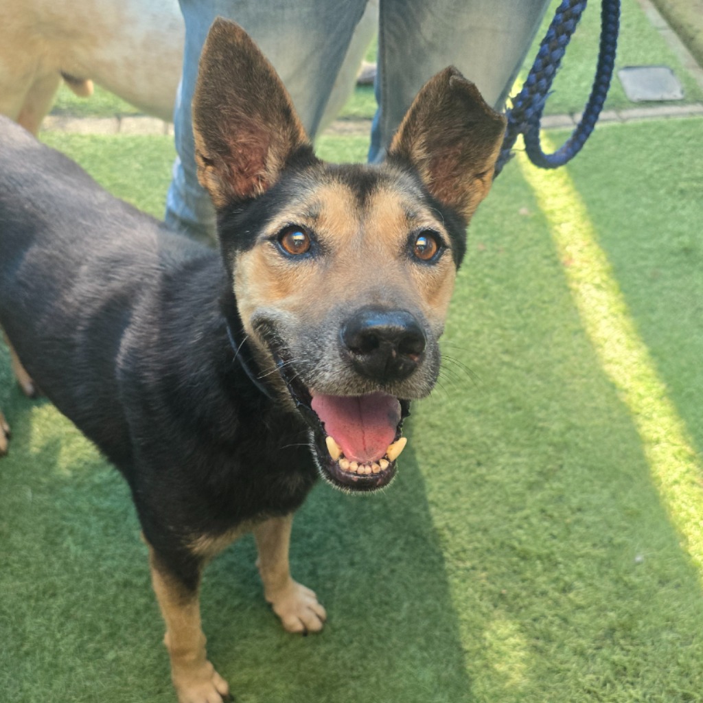 Photo of No. W141029-05, Adult · Male · Medium · Mixed breed