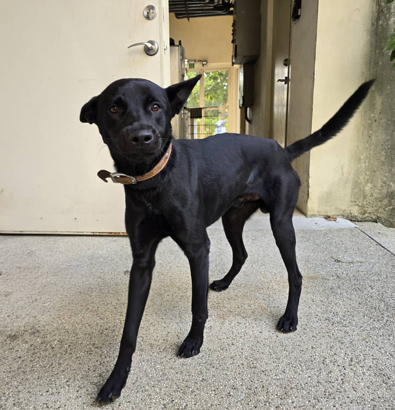 Black adult male mixed-breed dog, Large, shelter no. …7004