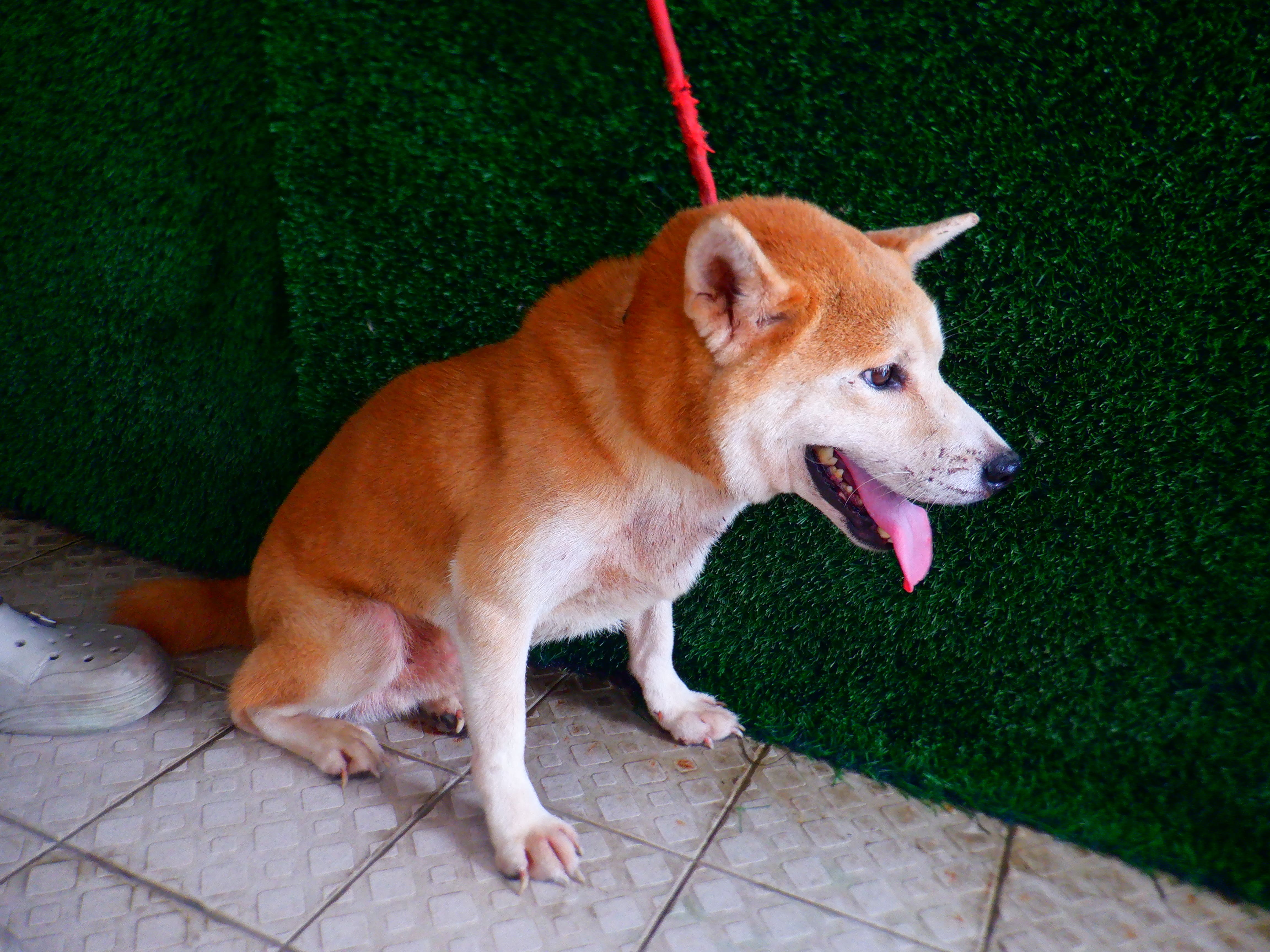 Photo of No. HAAAG1150918802, Adult · Male · Medium · Shiba Inu