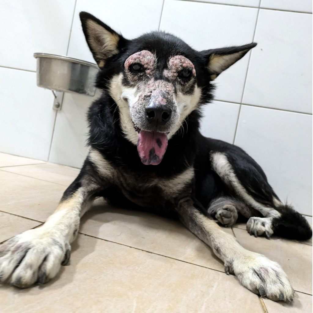 Photo of No. DAAAG1150917001, Adult · Male · Medium · Mixed breed