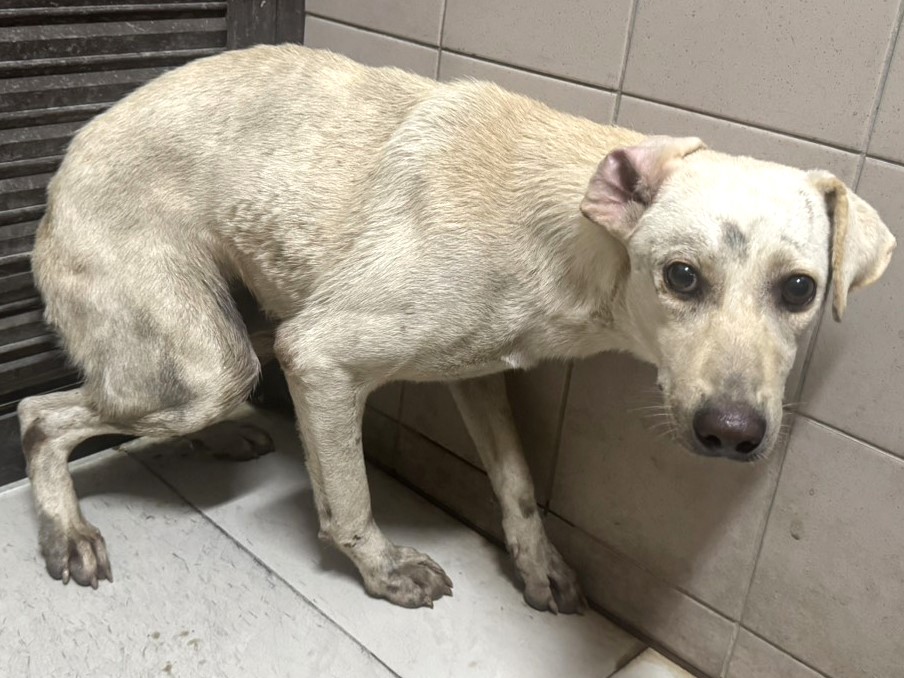 Photo of No. LAABG115090703, Adult · Female · Large · Mixed breed