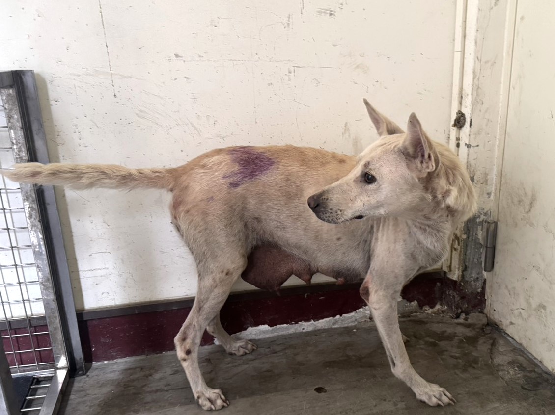Photo of No. LAABG115091005, Adult · Female · Large · Mixed breed