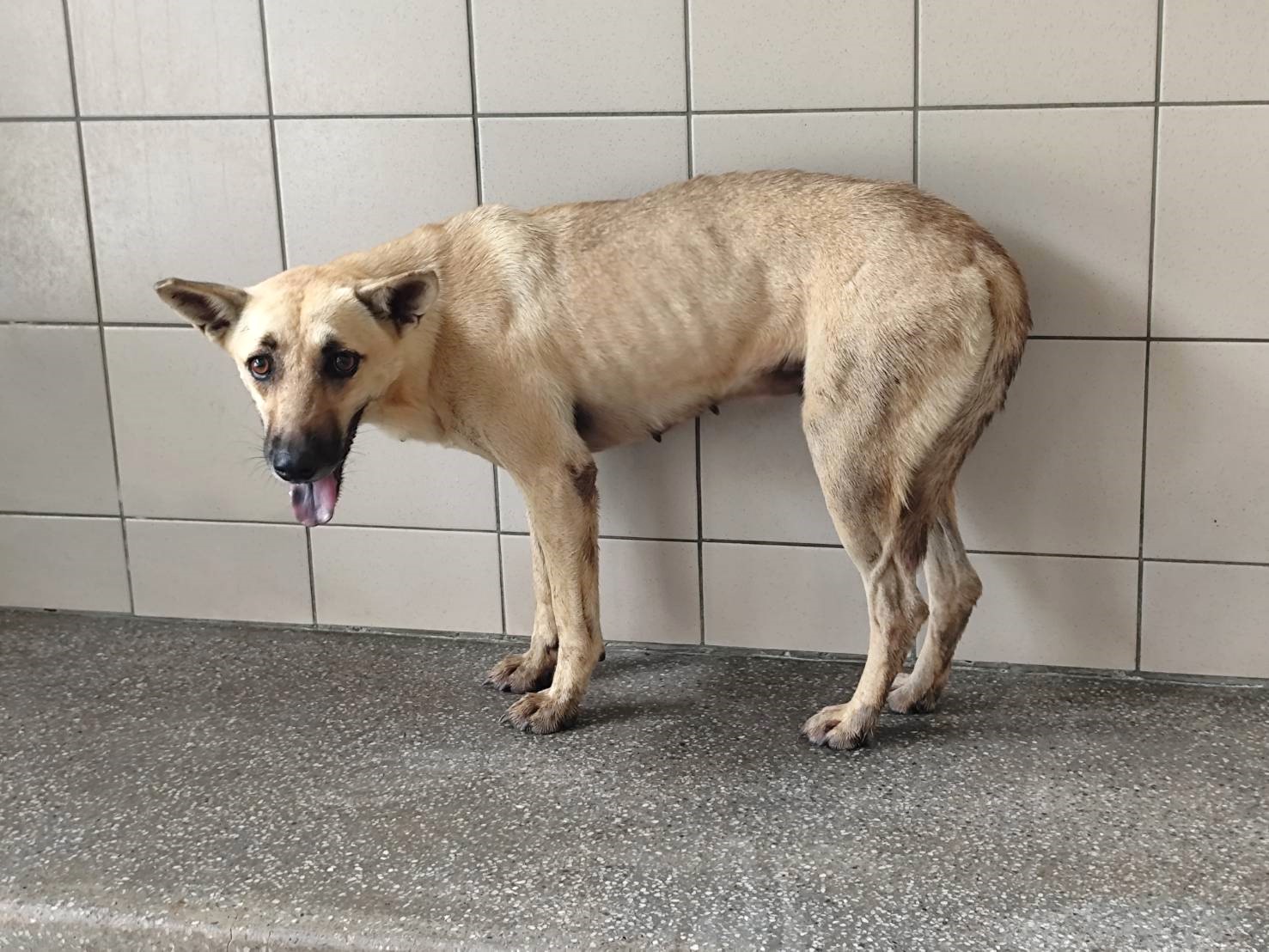Photo of No. LAABG115091201, Young · Female · Medium · Mixed breed