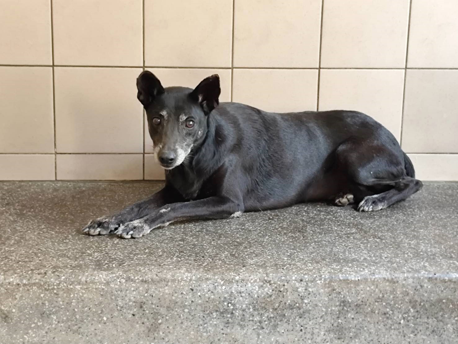 Photo of No. LAABG115091702, Adult · Female · Large · Mixed breed
