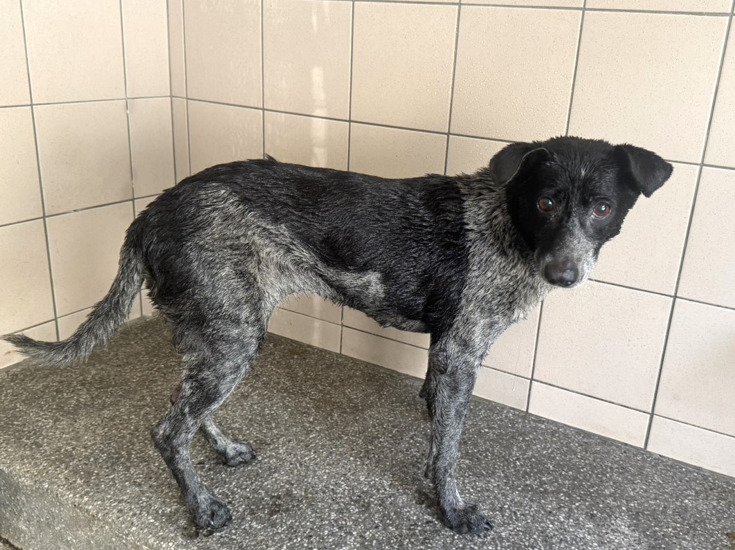 Photo of No. LAABG115091503, Adult · Female · Large · Mixed breed