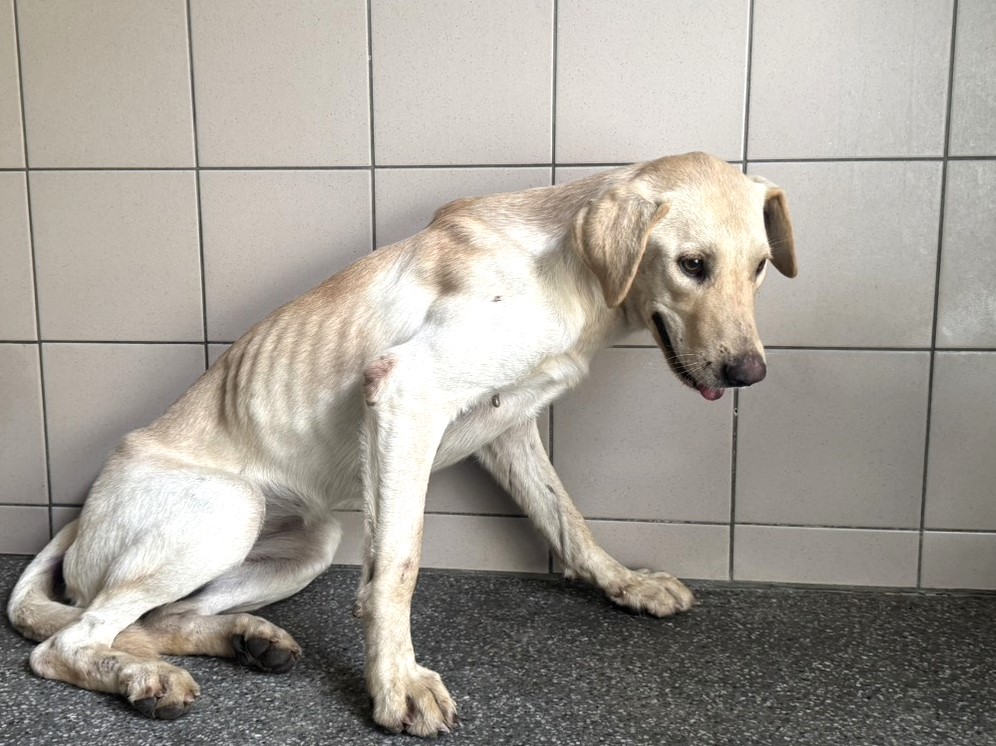 Photo of No. LAABG115091403, Adult · Female · Large · Mixed breed