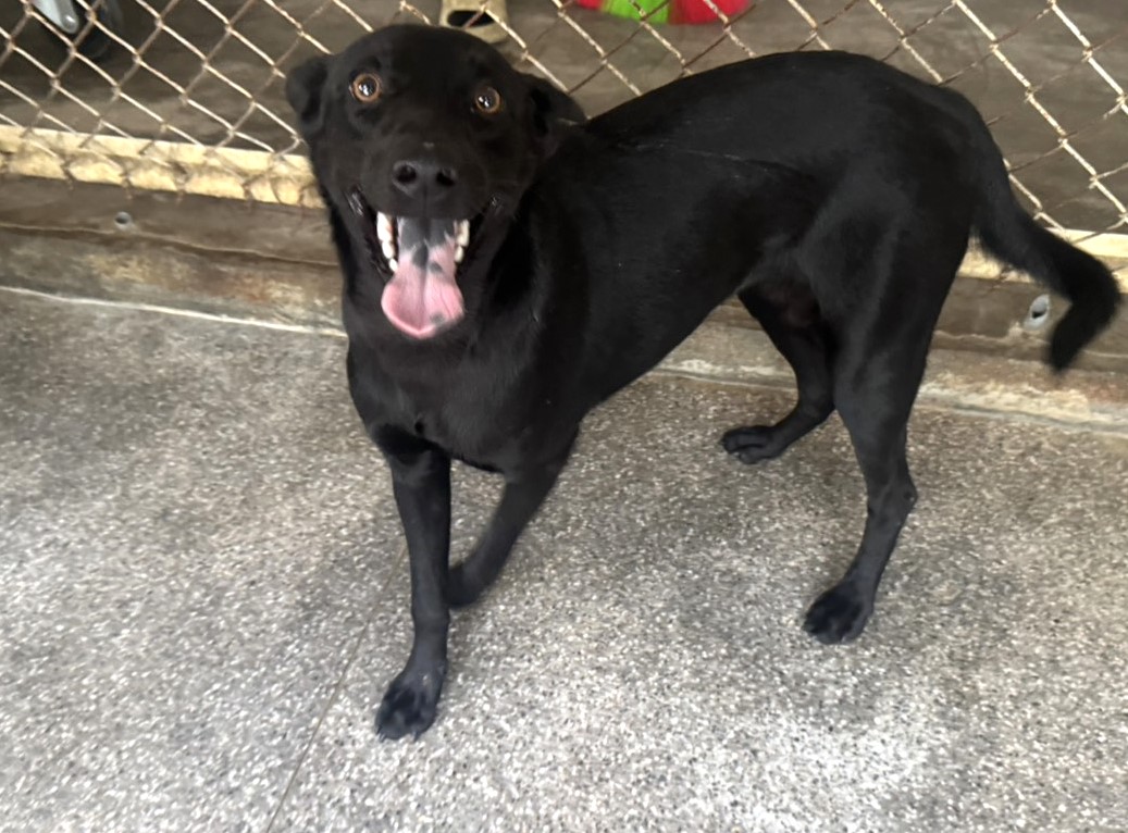Black young female mixed-breed dog, Large, shelter no. …1402