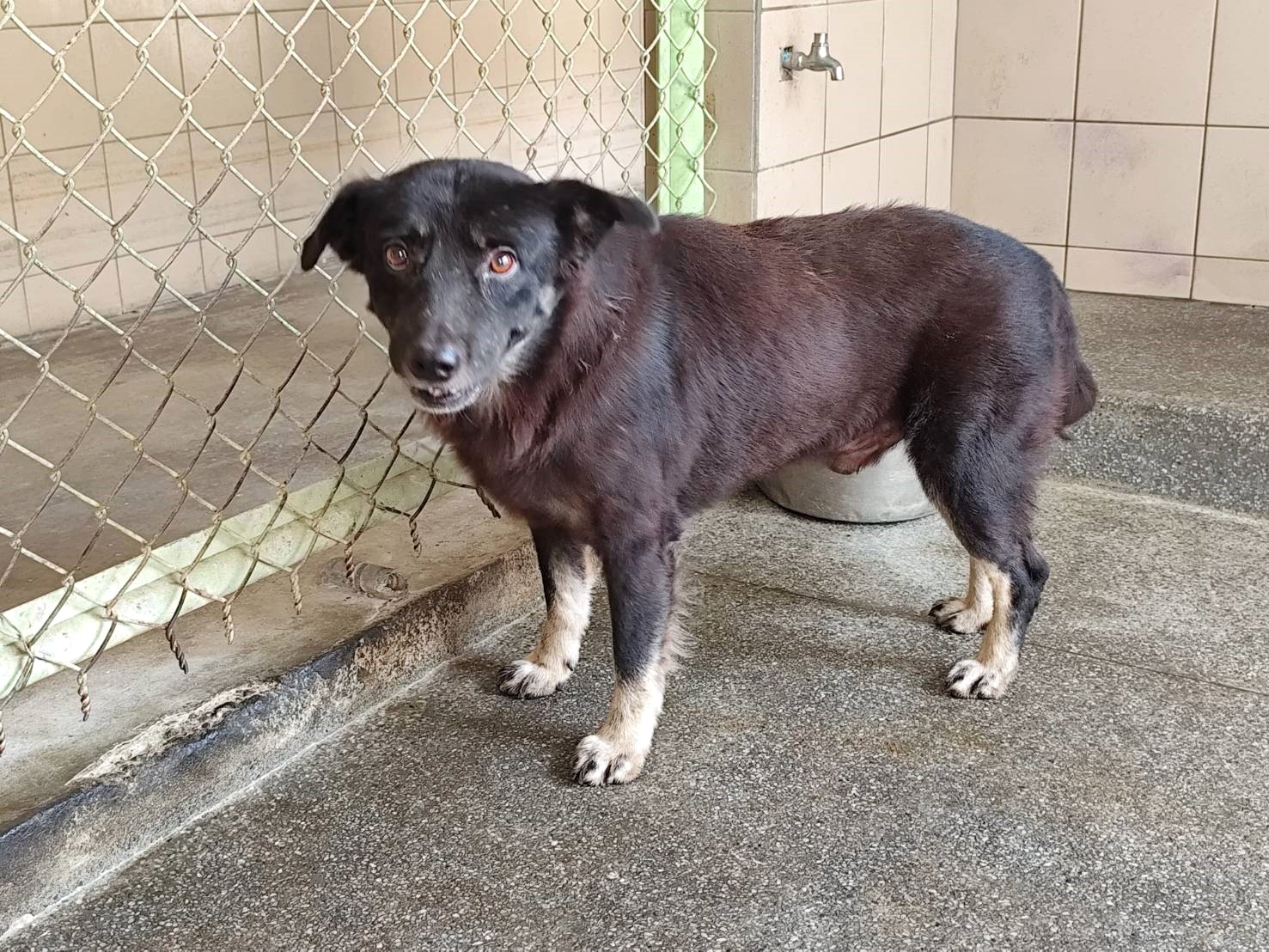 Black adult male mixed-breed dog, Large, shelter no. …1701