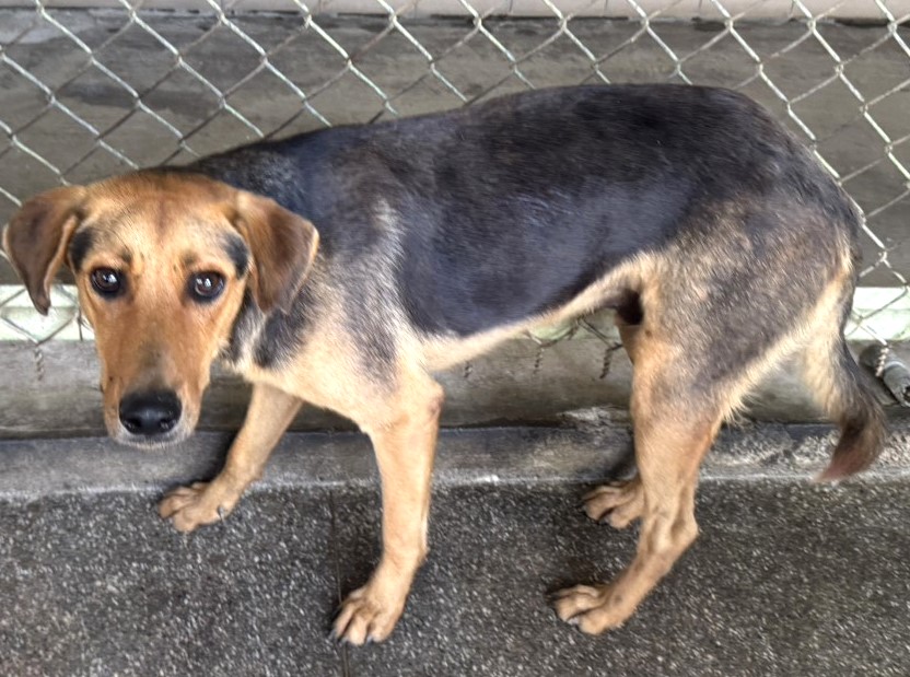 Photo of No. LAABG115091607, Adult · Male · Large · Mixed breed