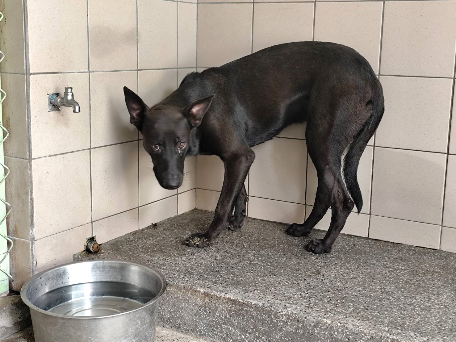 Photo of No. LAABG115091102, Adult · Male · Large · Mixed breed