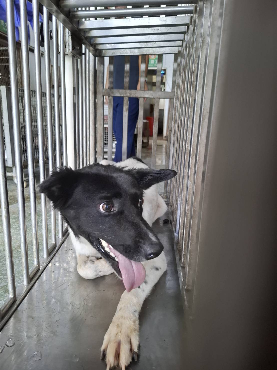 Photo of No. S150918-03, Adult · Male · Medium · Mixed breed