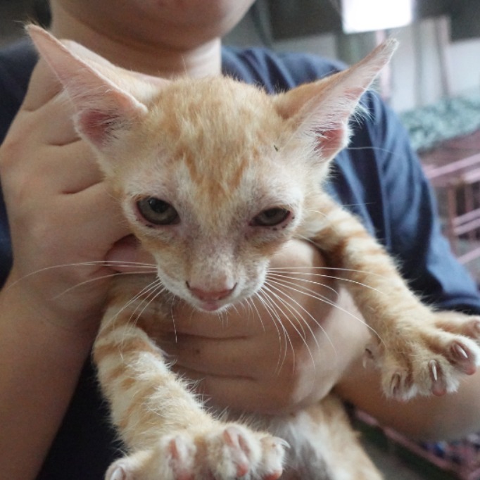 Photo of No. W15C0918-14, Young · Male · Medium · Mixed breed