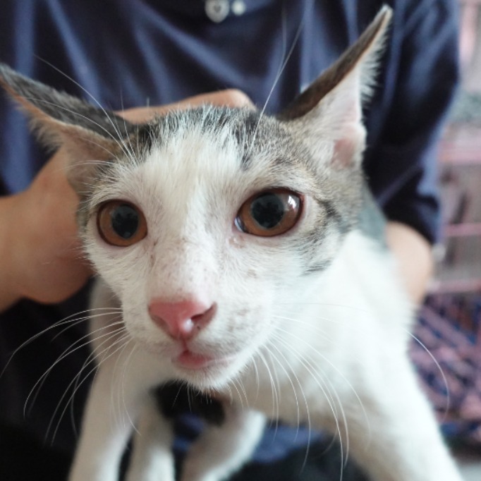 Photo of No. W15C0918-19, Young · Female · Medium · Mixed breed