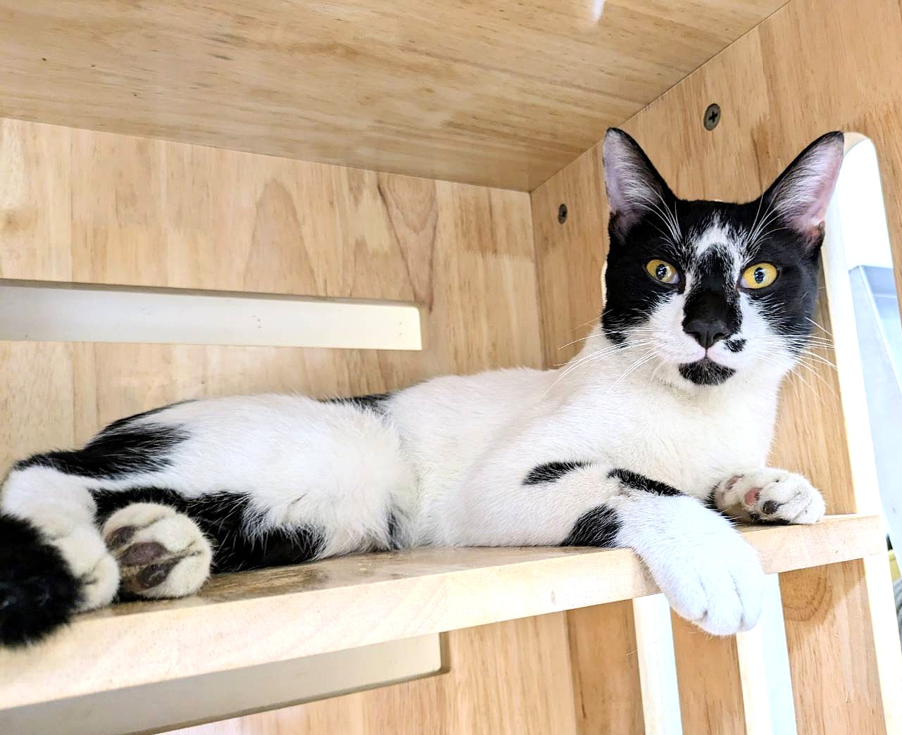 Photo of No. DAAAG1150918003, Adult · Male · Medium · Mixed breed