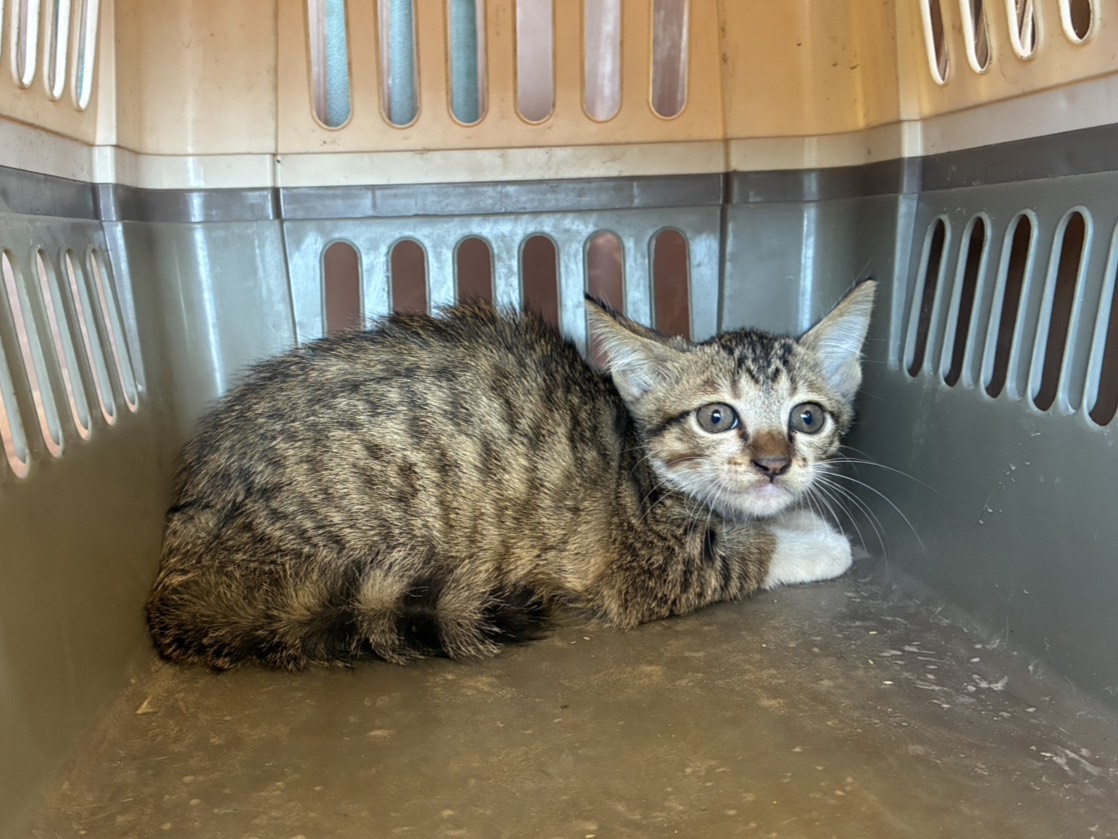 Photo of No. GAAAG1150919001, Young · Female · Small · Mixed breed