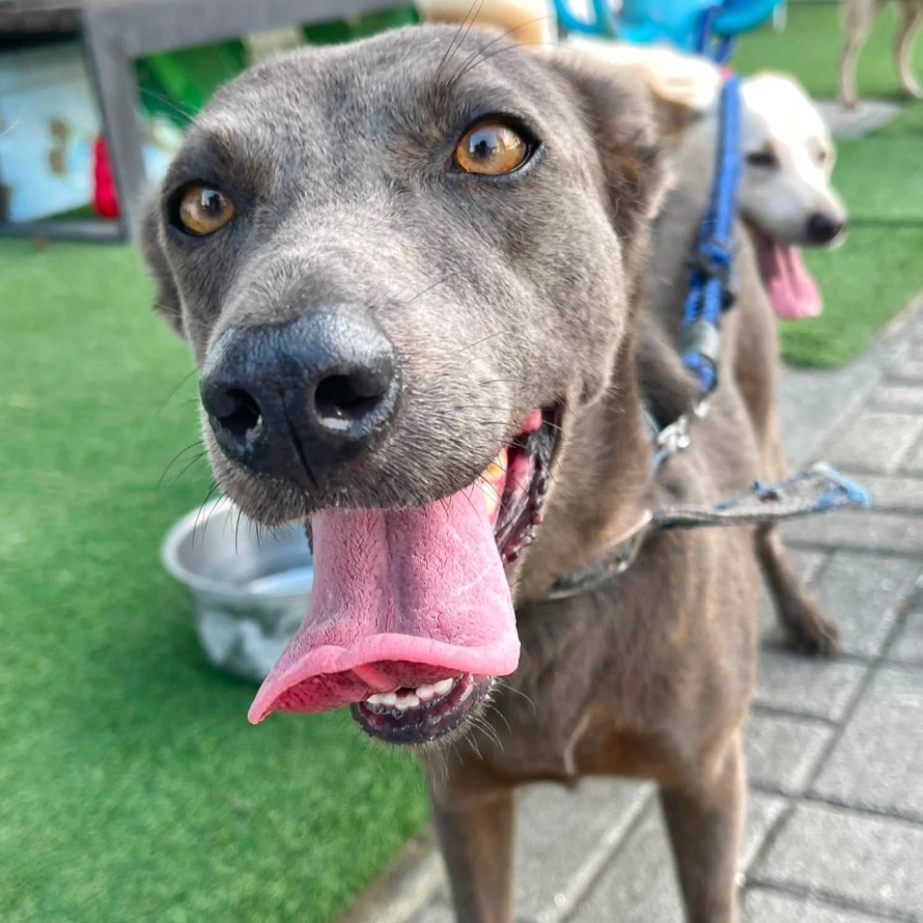 Photo of No. W150918-09, Adult · Female · Medium · Mixed breed