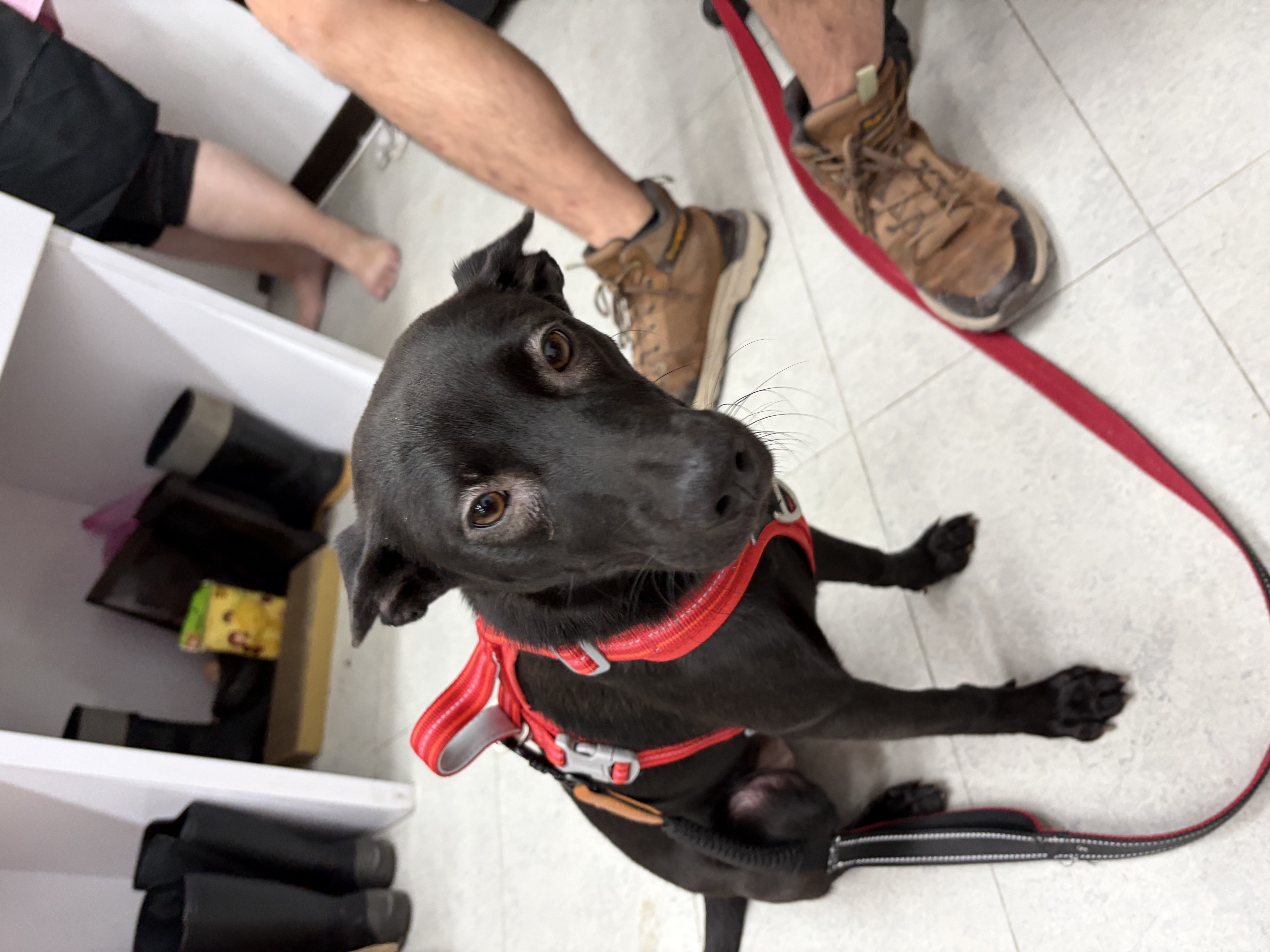 Black adult female mixed-breed dog, Medium, shelter no. …9001