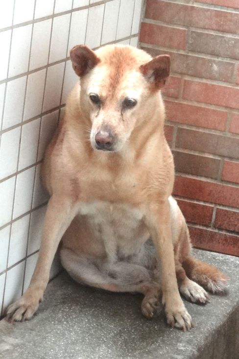 Tan adult female mixed-breed dog, Large, shelter no. …1572