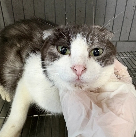 Photo of No. AAAHG1150919003, Adult · Female · Medium · Mixed breed