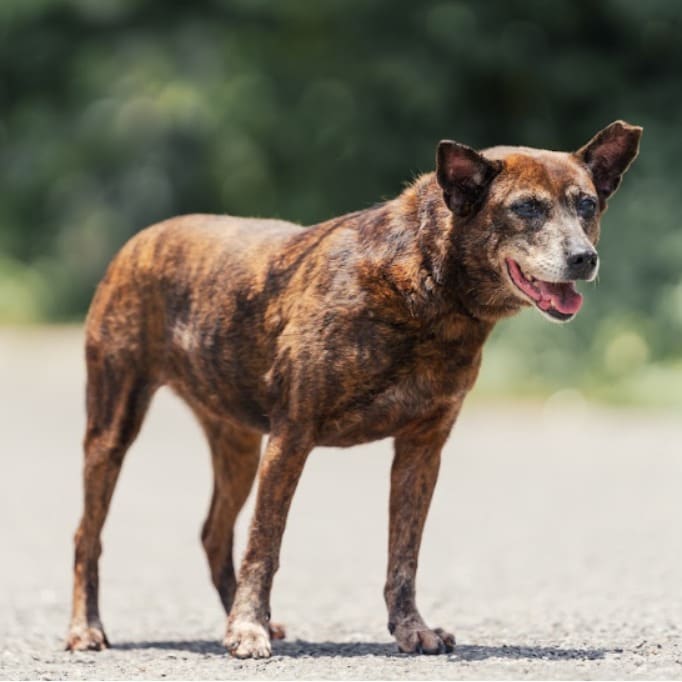 Photo of No. AAAEG1110204001, Adult · Female · Medium · Mixed breed