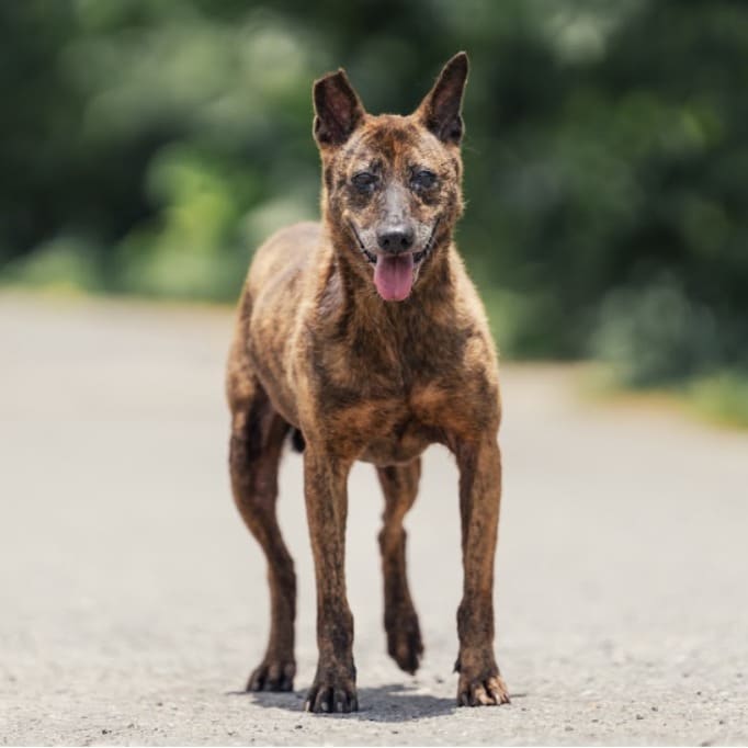 Photo of No. AAAEG1090308001, Adult · Female · Medium · Mixed breed