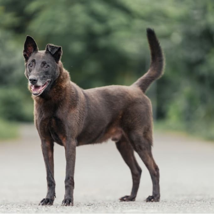 Photo of No. AAAEG1100507006, Adult · Male · Medium · Mixed breed
