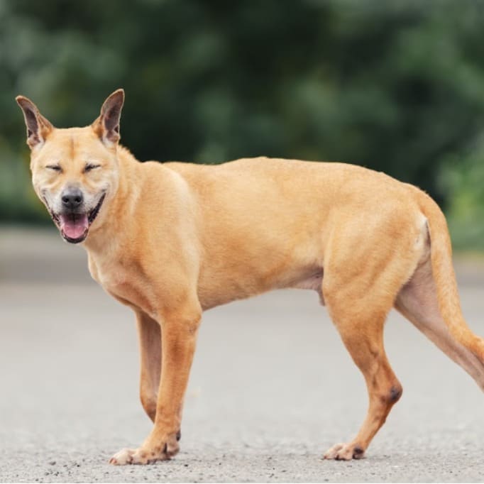 Tan adult male mixed-breed dog, Medium, shelter no. …1005