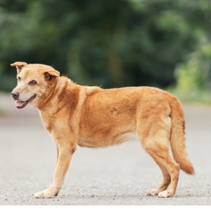 Tan adult female mixed-breed dog, Medium, shelter no. …8001