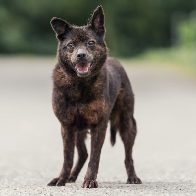Photo of No. AAAEG103111005, Adult · Female · Medium · Mixed breed