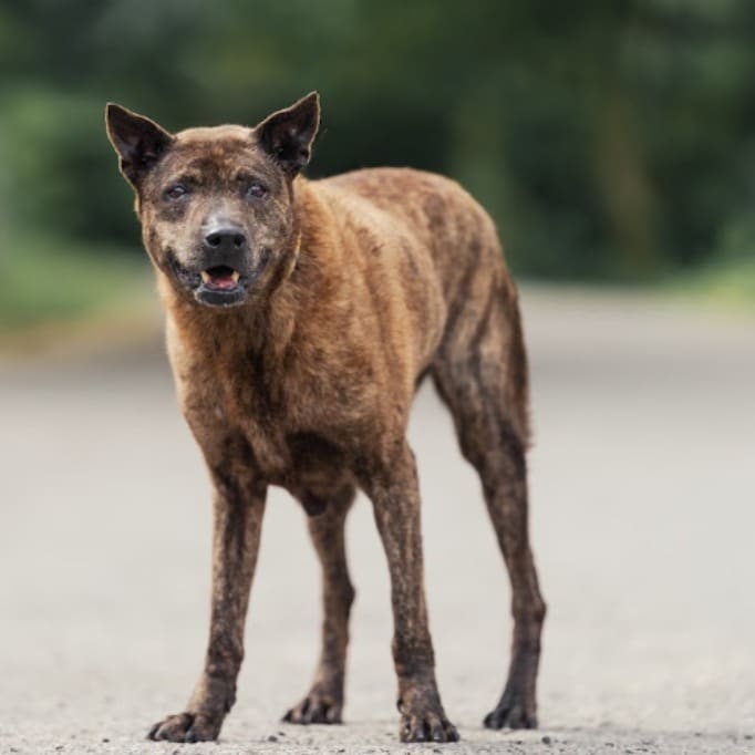 Photo of No. AAAEG106062604, Adult · Female · Medium · Mixed breed