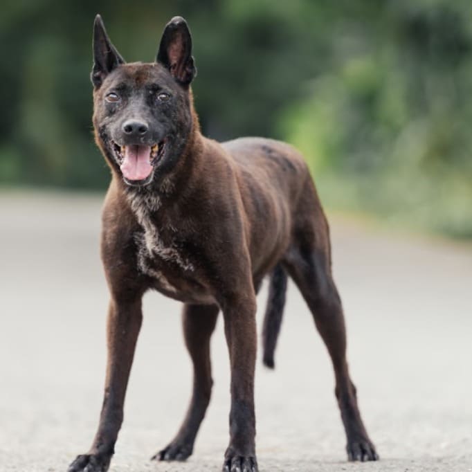 Photo of No. AAAEG103121902, Adult · Male · Medium · Mixed breed